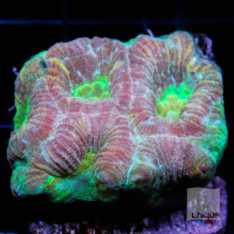 rainbow fluted coral 78 52.jpg