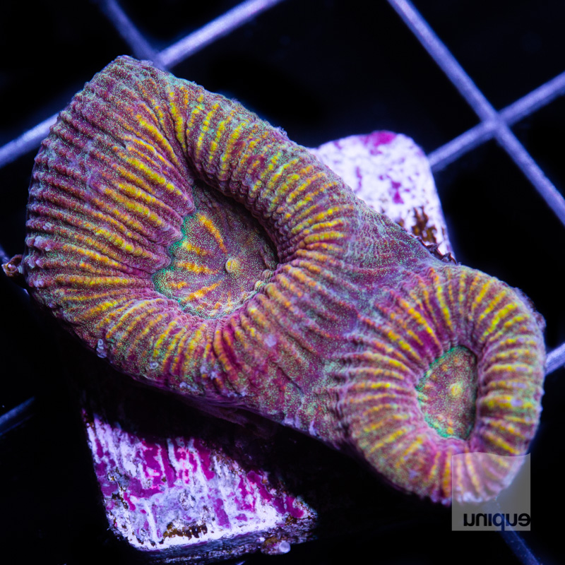 Rainbow fluted Moon Coral 34 18.jpg