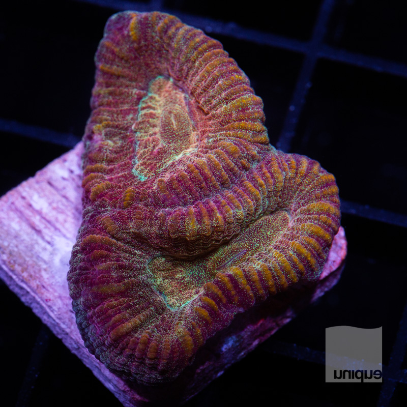 Rainbow Fluted Moon Coral 39 18.jpg