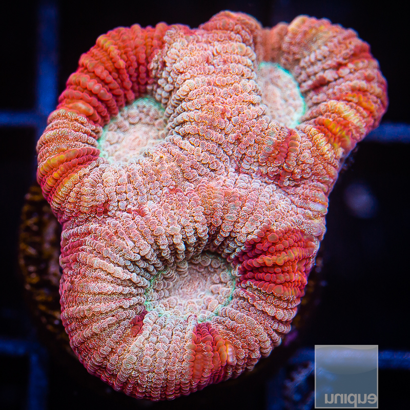 Rainbow Fluted Moon Coral 42 26.JPG