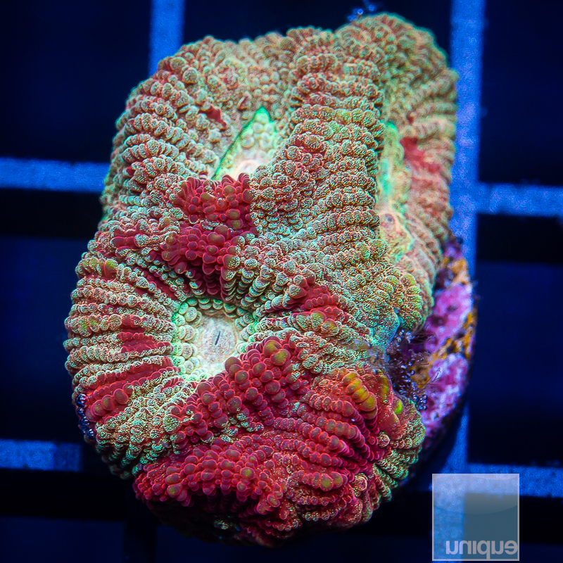 Rainbow Fluted Moon Coral 44 28.JPG