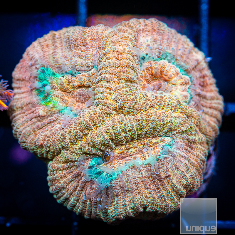 Rainbow Fluted Moon Coral 49 22.JPG