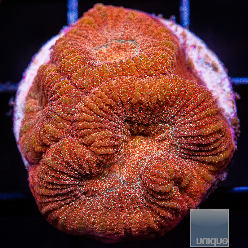 Rainbow Fluted Moon Coral 49 24.JPG