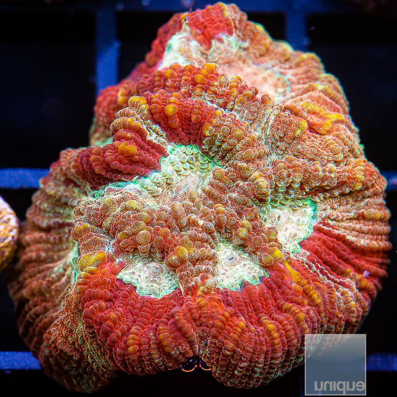 Rainbow Fluted Moon Coral 49 26.JPG