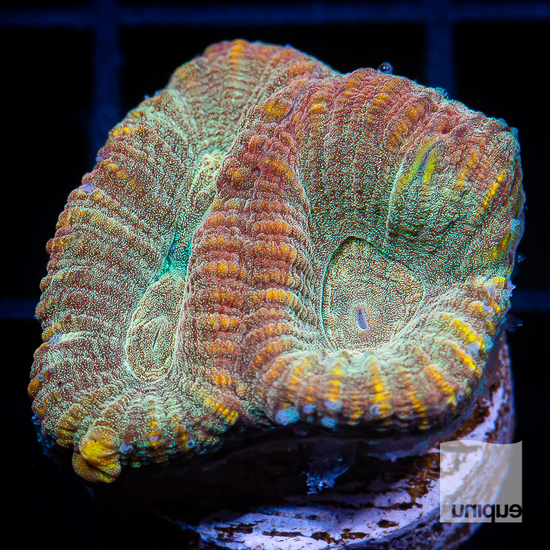 Rainbow Fluted Moon Coral 49 34.jpg