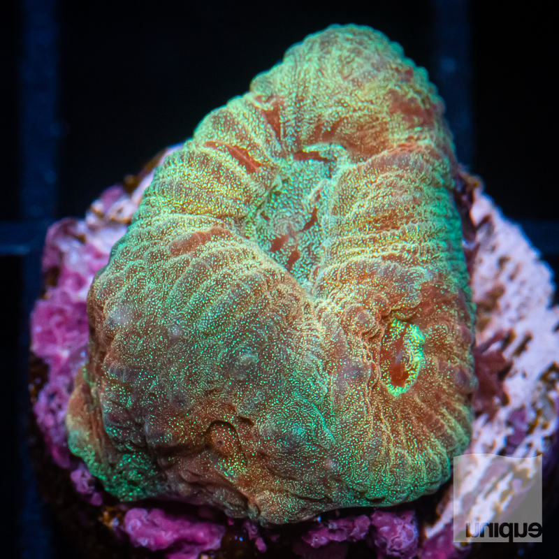 Rainbow Fluted Moon Coral 49 38.jpg