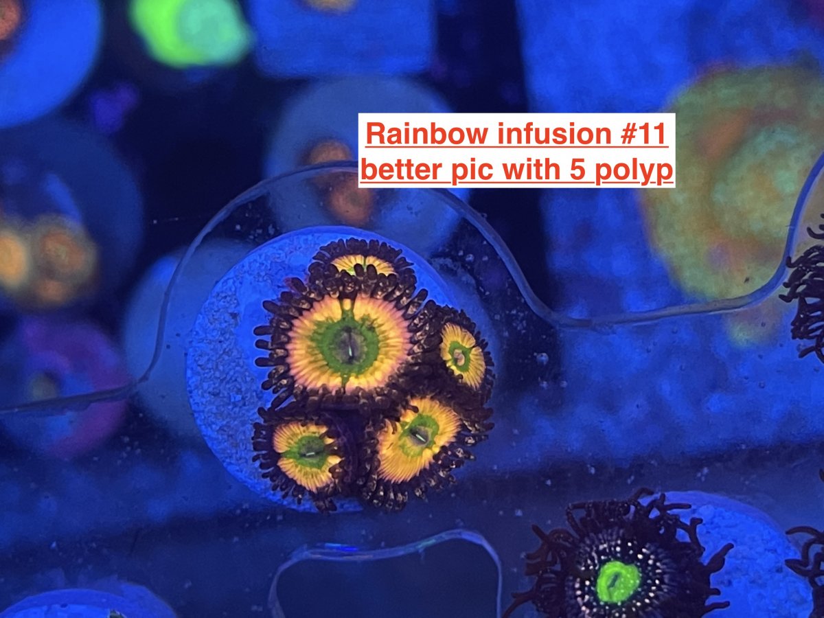 Rainbow infusion better pic.JPG
