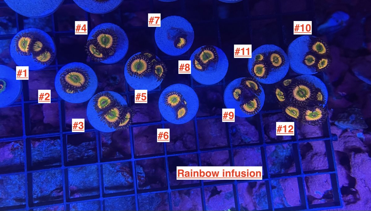 Rainbow infusion.JPG