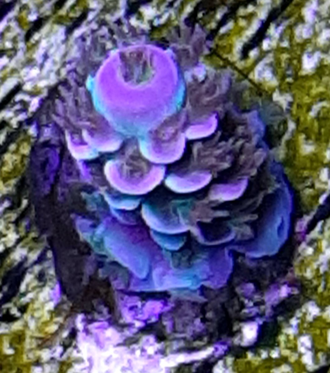 Rainbow-Melon Teni.jpg