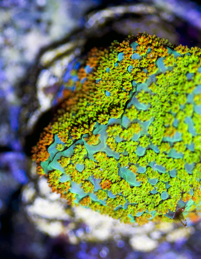 Rainbow Montipora HALF.png