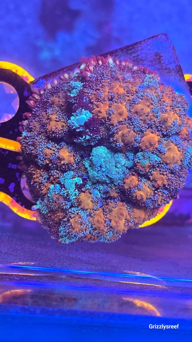rainbow pincushion.jpeg