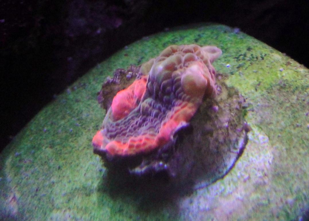 rainbow sleeper.jpg