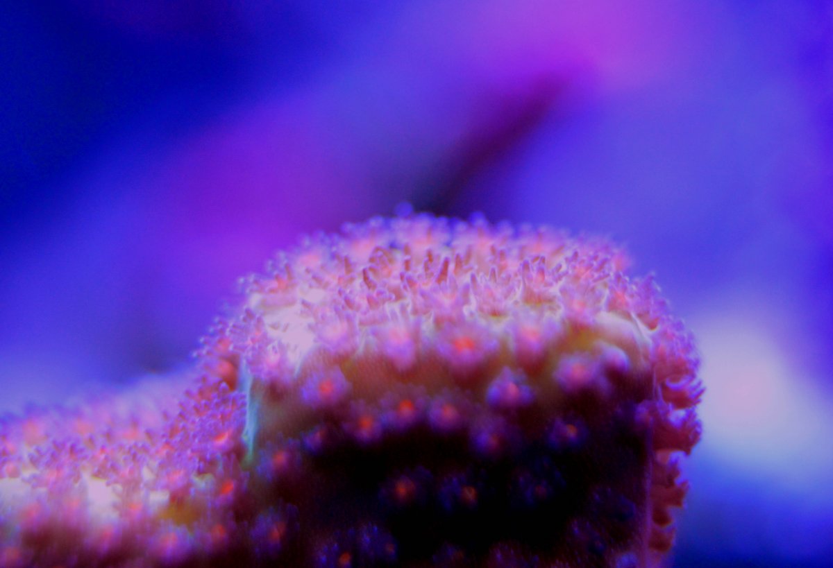 Rainbow Stylo.jpg
