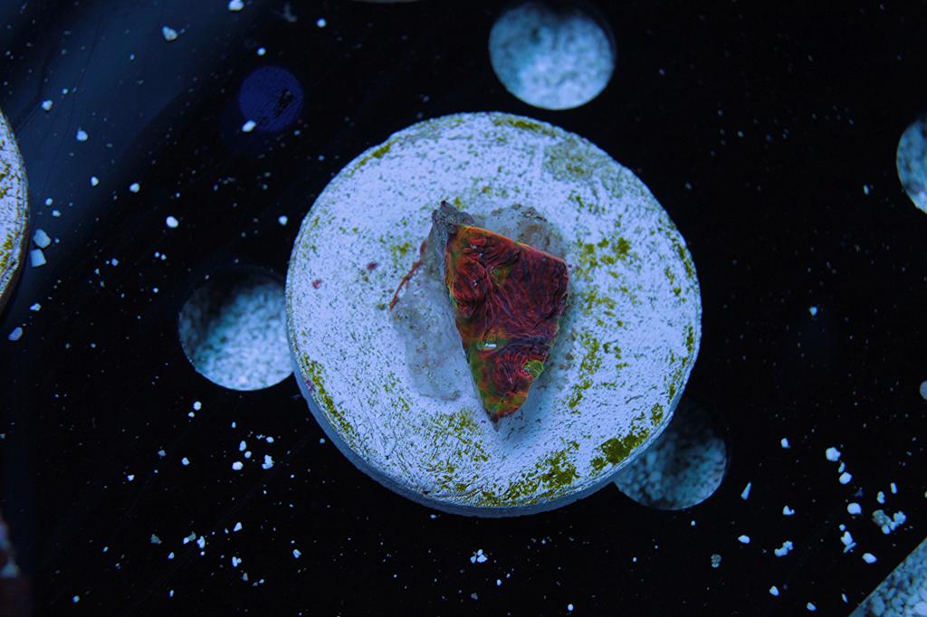 rainbow watermelon 1.2.jpg