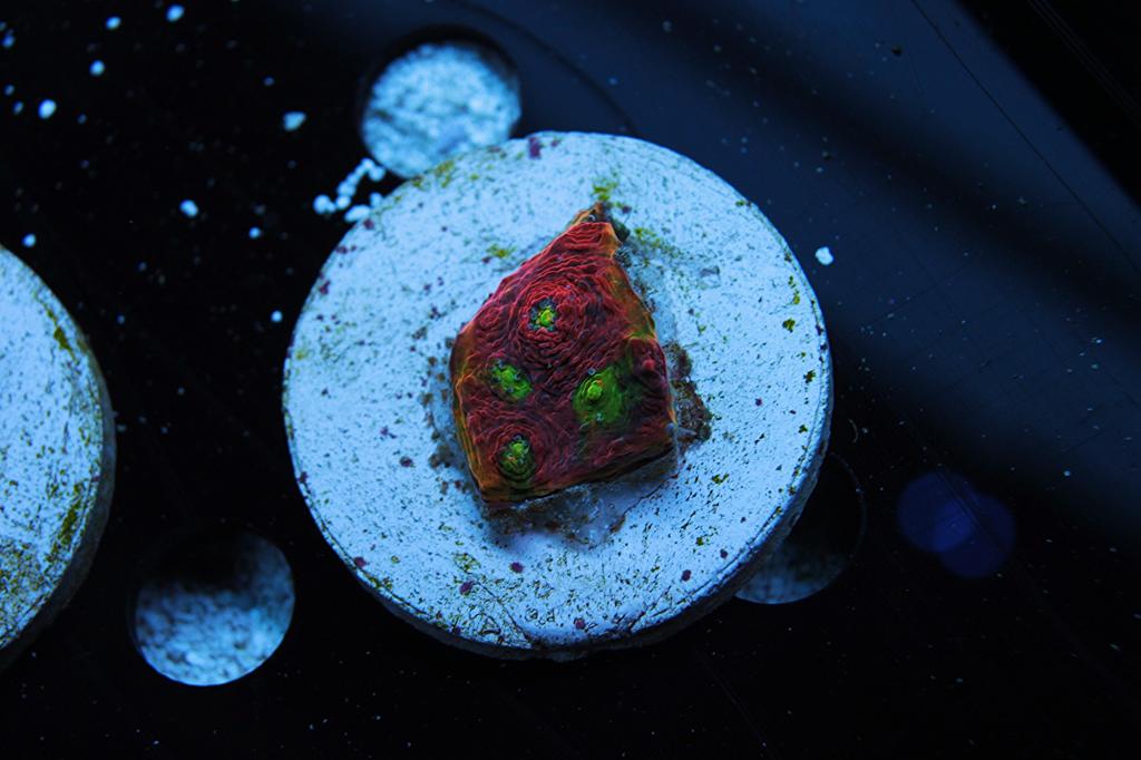 rainbow watermelon 2.2.jpg