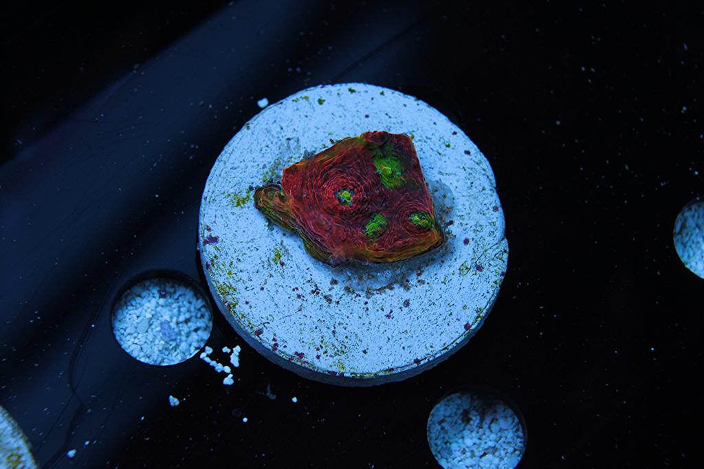 rainbow watermelon 2.jpg