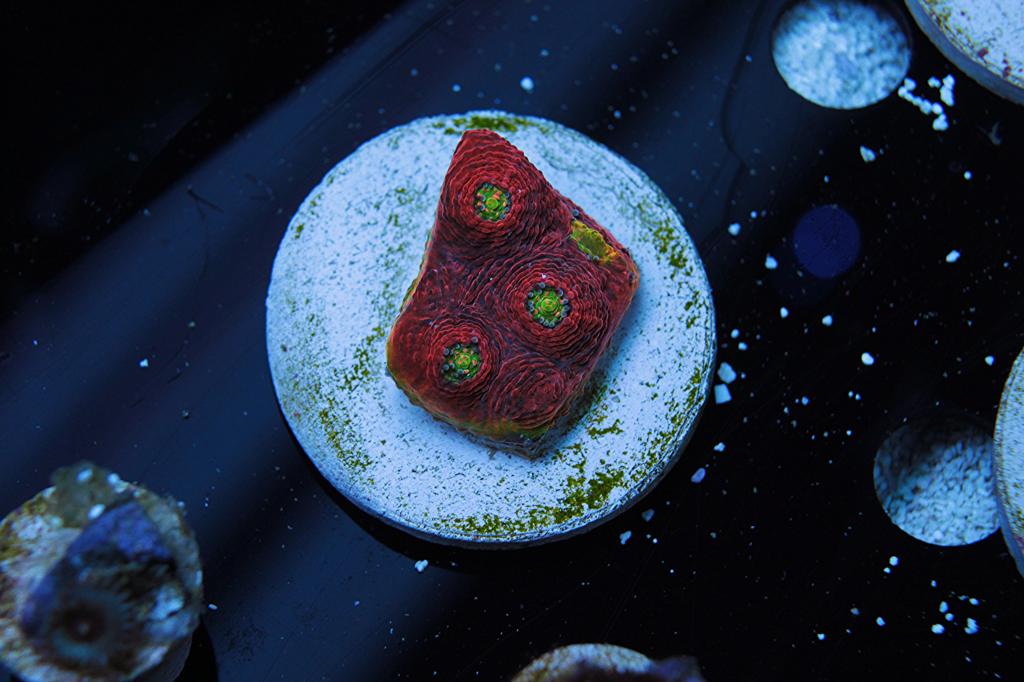 rainbow watermelon 3.2.jpg
