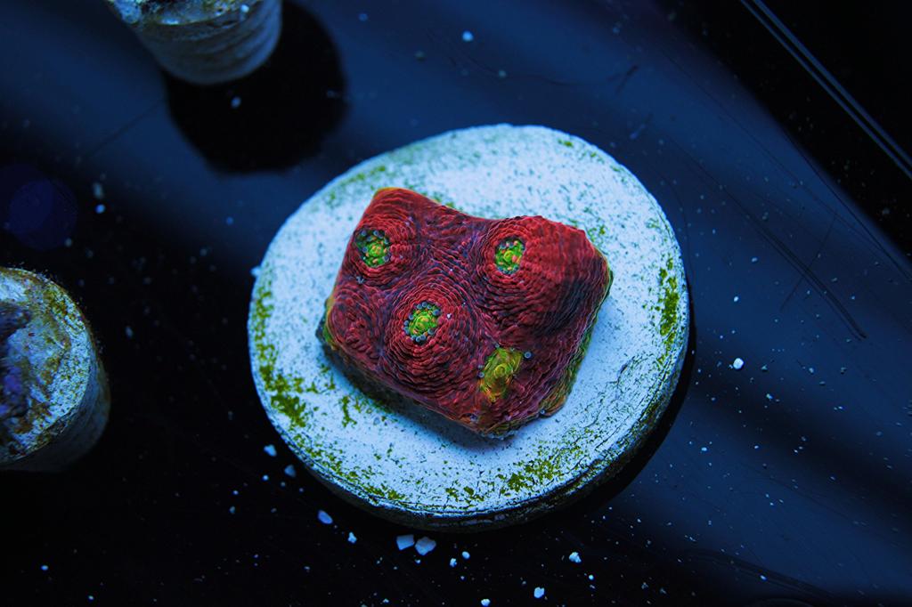 rainbow watermelon 3.jpg