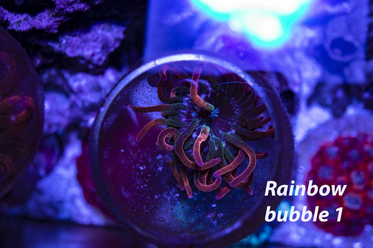 Rainbowbubble1.jpg
