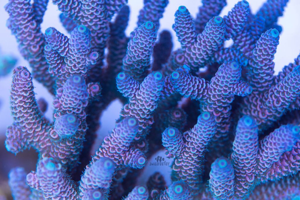 rainbowmillepora14.04.19.jpg