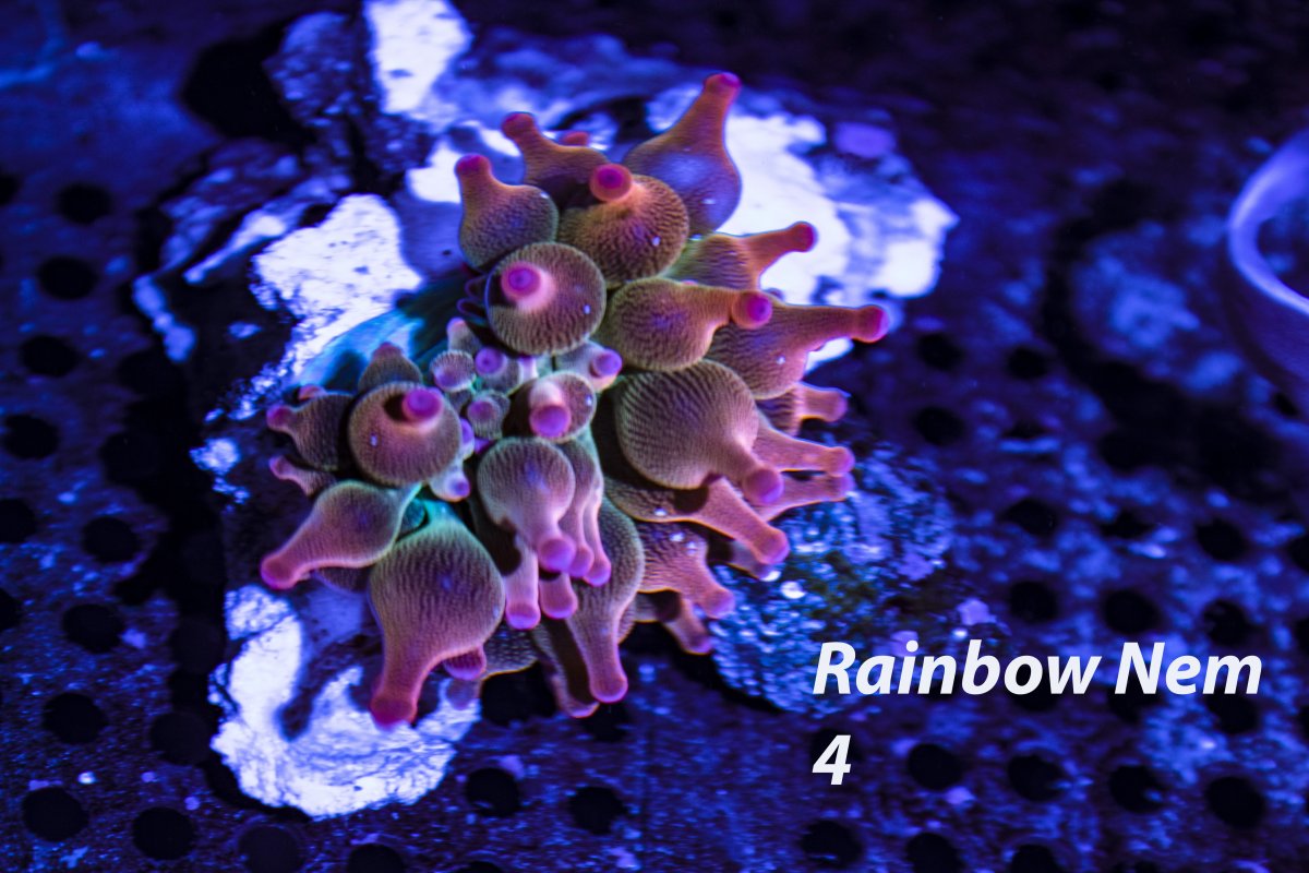 RainbowNem4.jpg