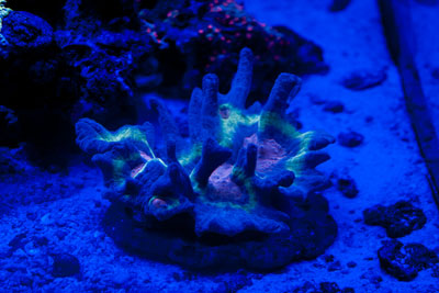 RainbowPectinia_400_1.jpg
