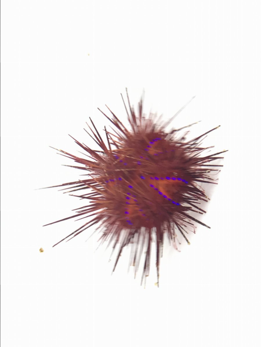 rainbowurchin1.JPG