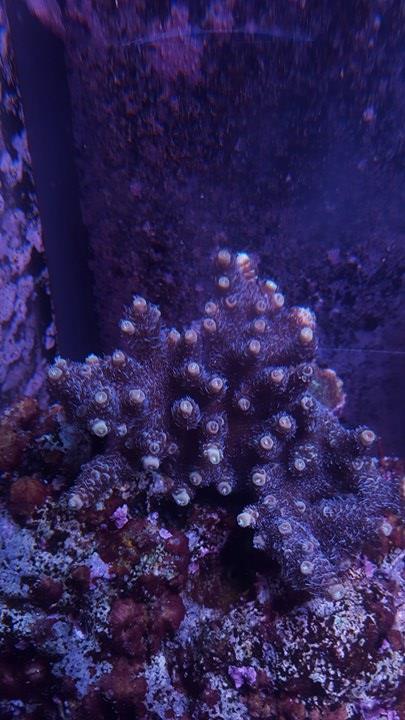 Rasberry Millepora.jpg