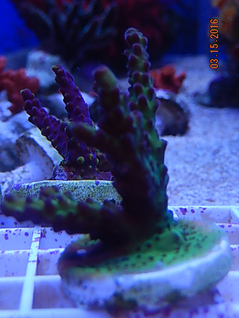 Raspberry1.jpg