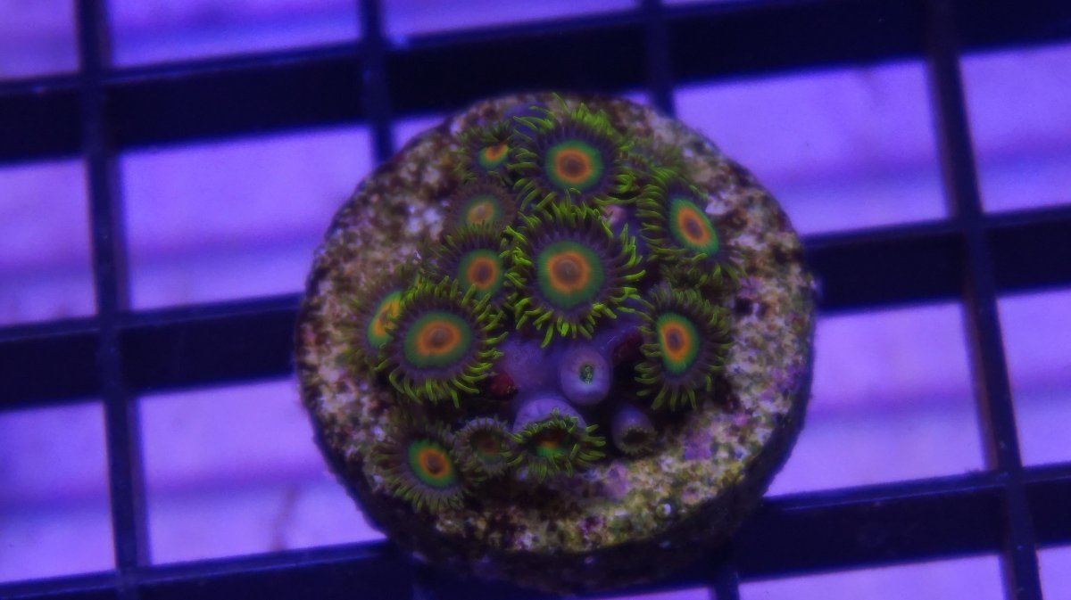 Rasta.JPG