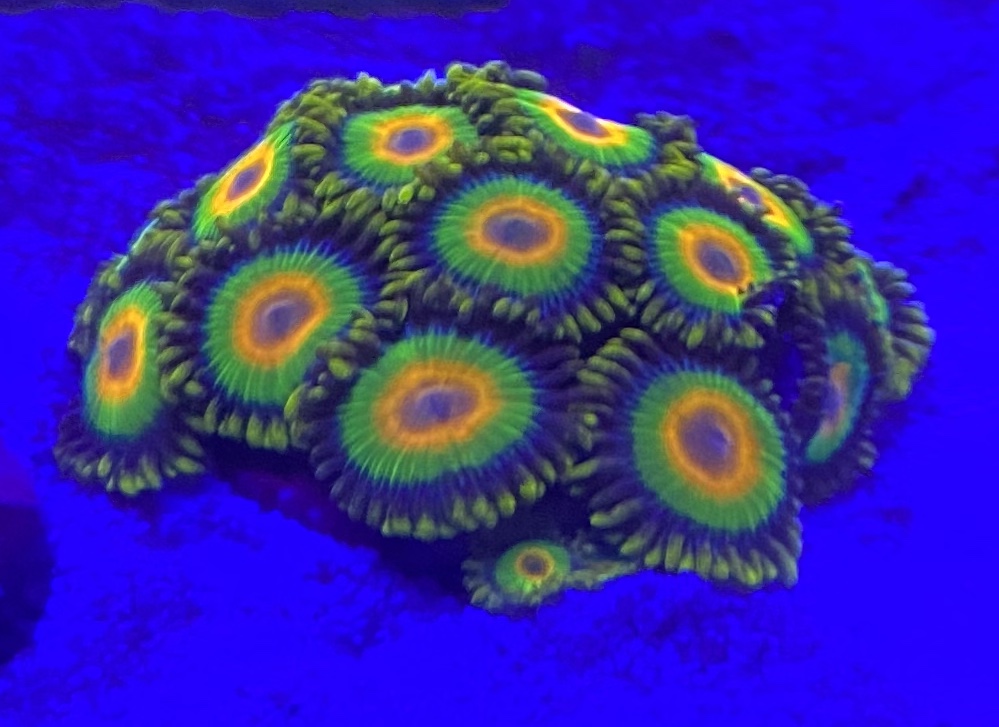 Florida - Nice Zoas, Mushrooms, red sps, and Acan | Reef2Reef