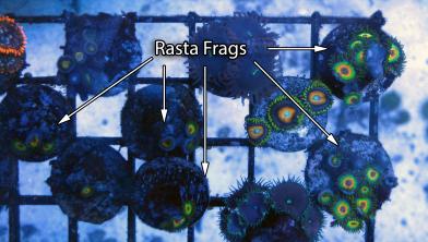 rasta_frags.jpg