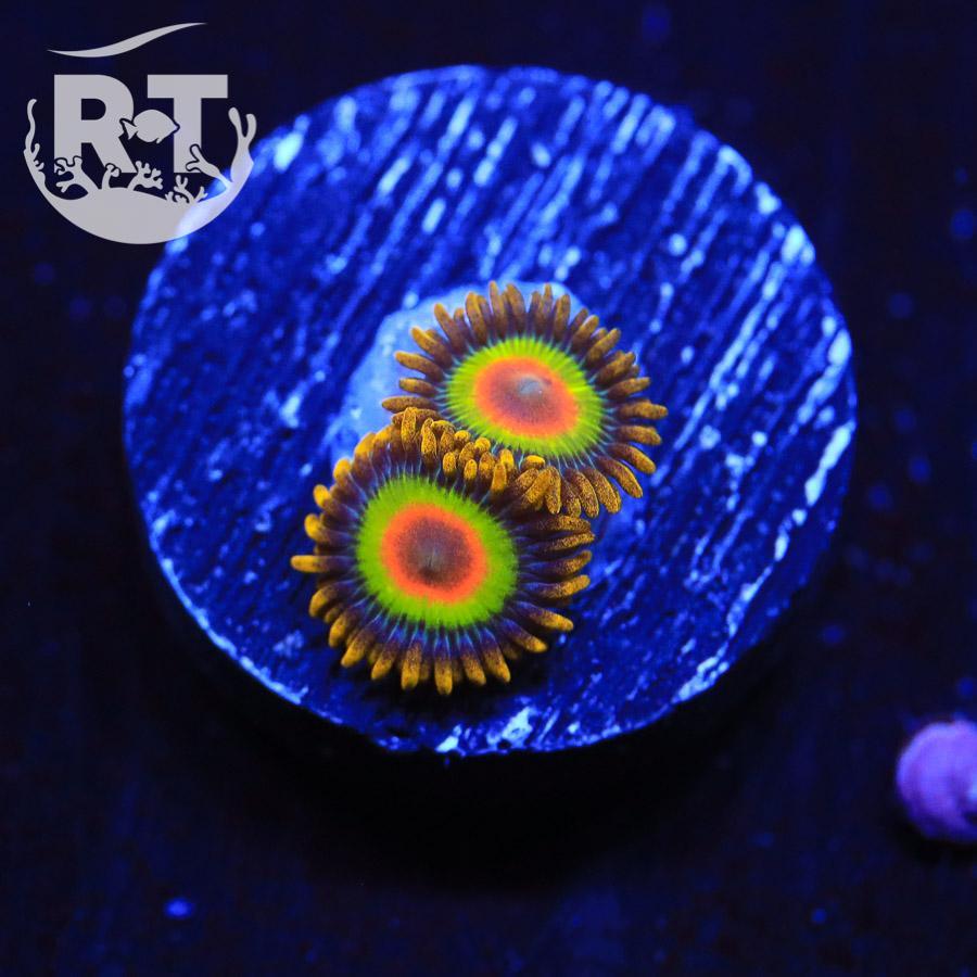 Rasta_Zoa.jpg