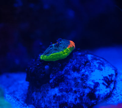rbchalice_400.jpg