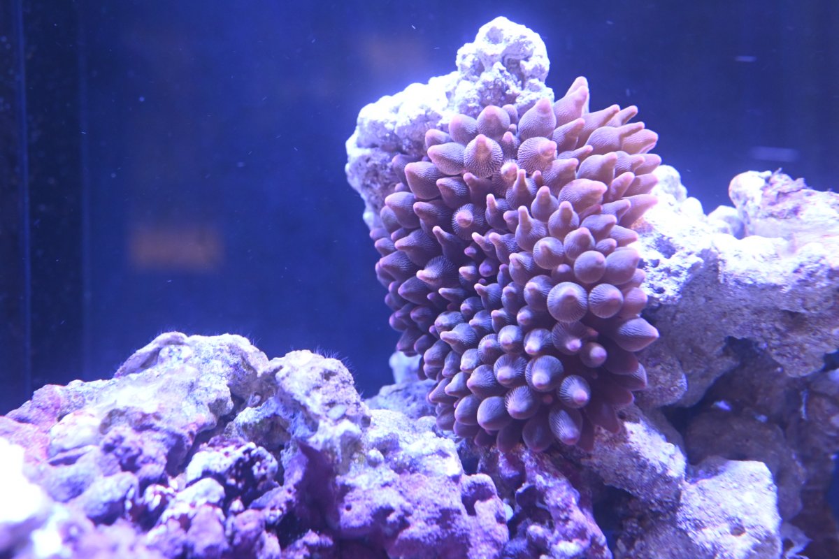 RBTA Closeup.JPG