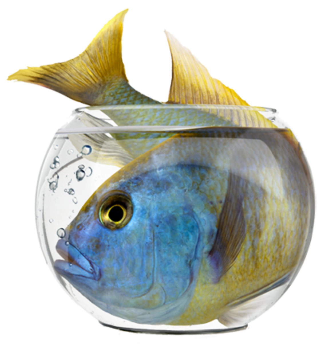 readily-available-fish-that-get-too-large-for-most-starter-aquariums.png
