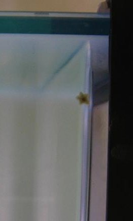 really tiny starfish.jpg