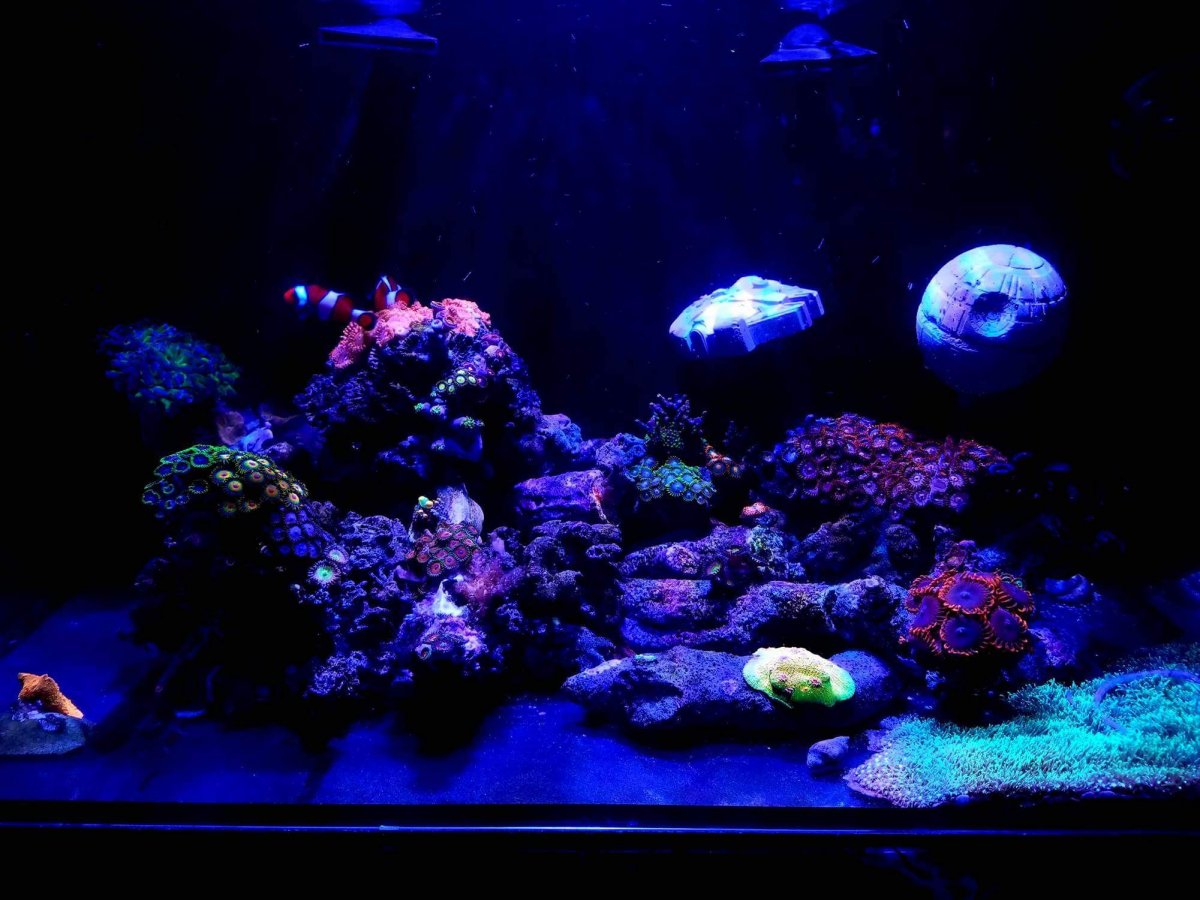 Reef Safe Star Wars Decoration Reef2reef Saltwater And Reef