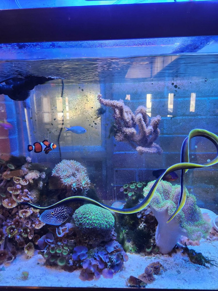 Build Thread - Phil's budget build 125 the church reef | Reef2Reef