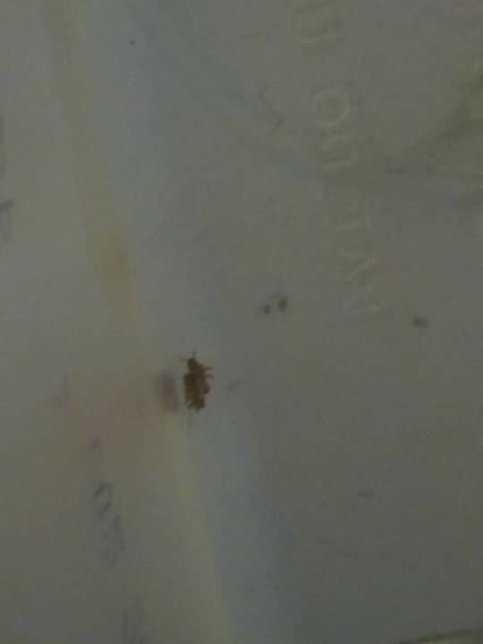 received_352428638964792.jpeg