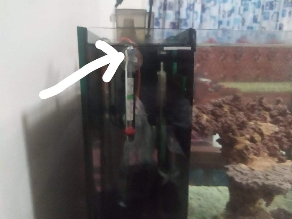 received_458093655631219.jpeg