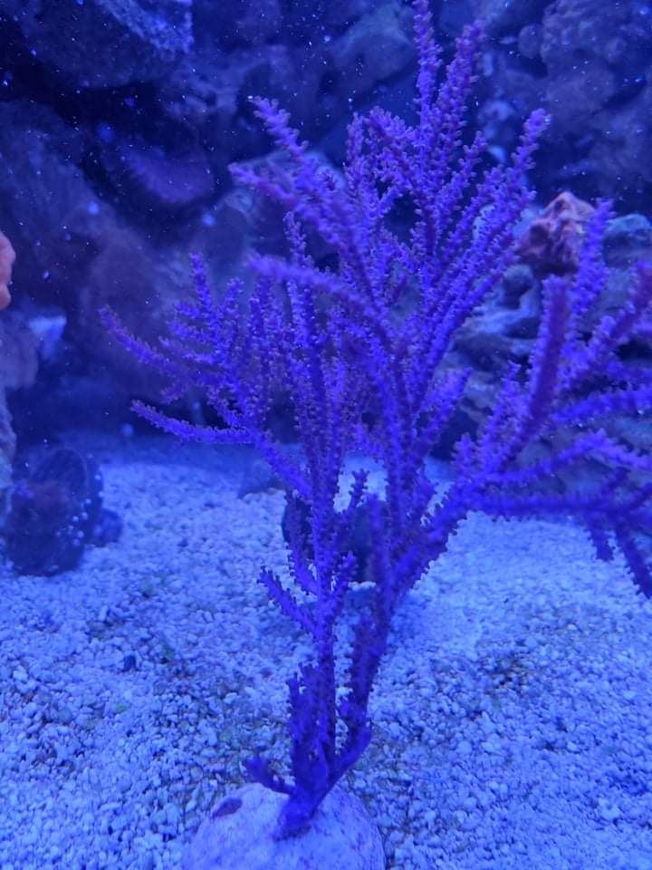 received_660333598655415.jpeg