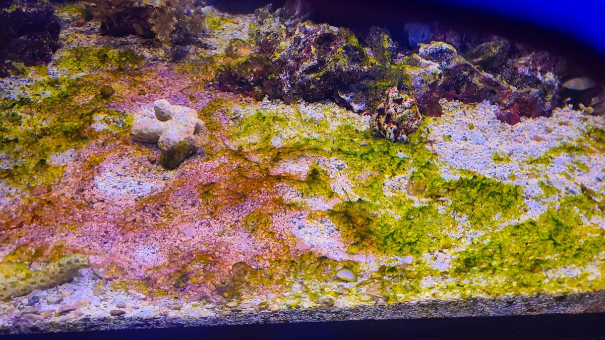 Red algae.jpg