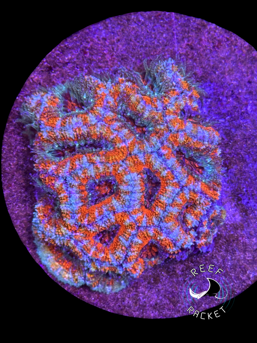 Red and Blue acan colony.PNG