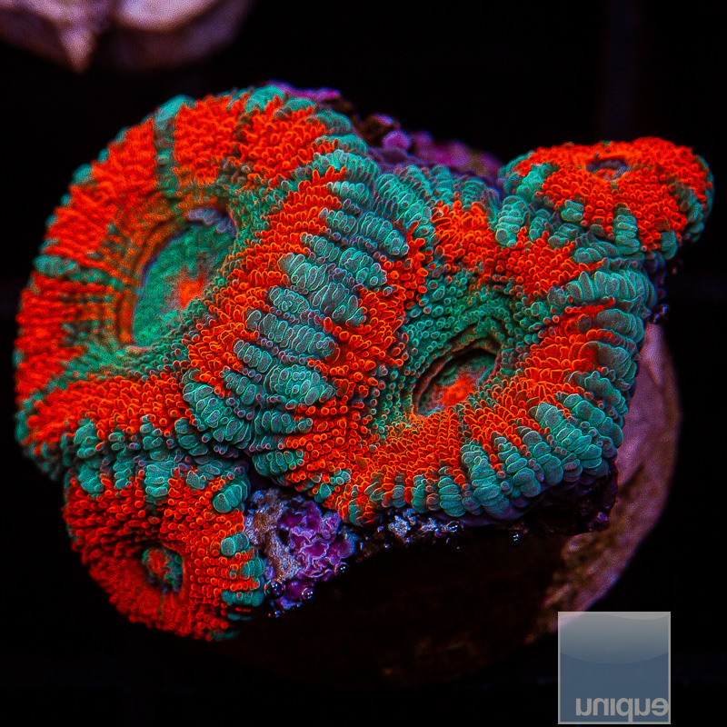 Red and Blue Acan Lord 44 26.JPG