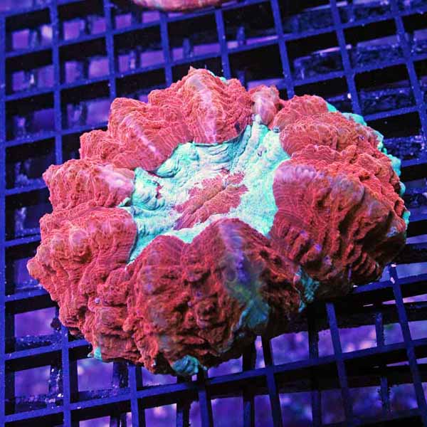 Red and teal Acanthophyllia deshayesiana Meat coral 450-275.jpg