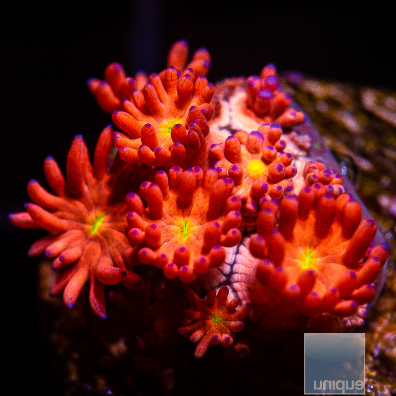 Red and Yellow Goniopora 119 75.JPG