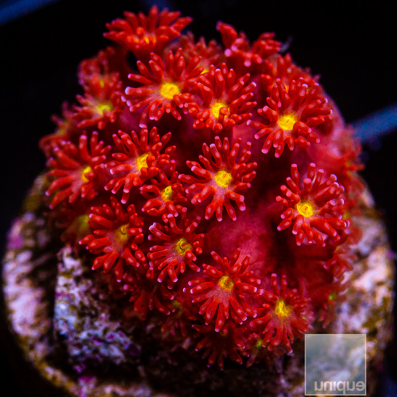 Red and Yellow Goniopora 79 46.JPG