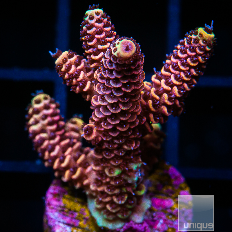 Red and Yellow Millepora 119 56.JPG