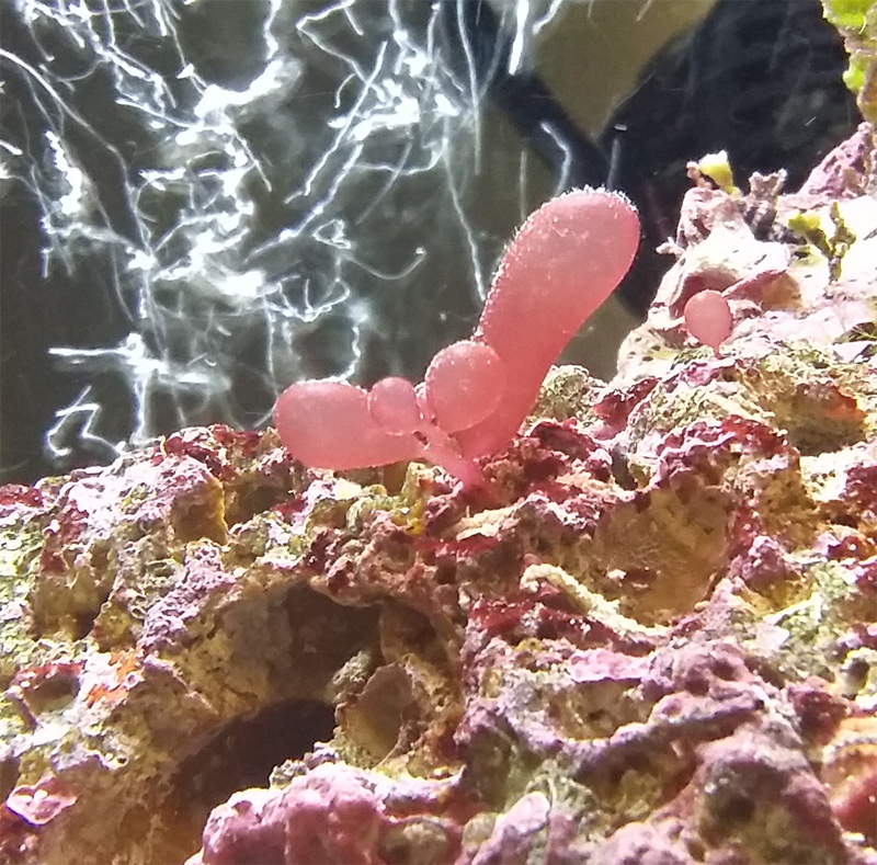red-bubble-algae.jpg